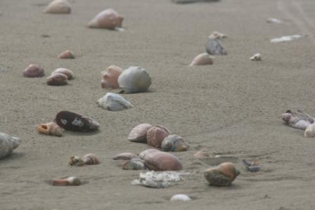 Muscheln, Muscheln, Muscheln